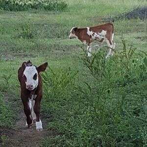 Meet your Posher, Jesus